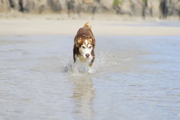 Husky perro salpicando a través del mar . — Foto de Stock