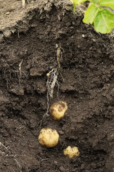 Картофель Swift (первый ранний), растущий в земле . — стоковое фото