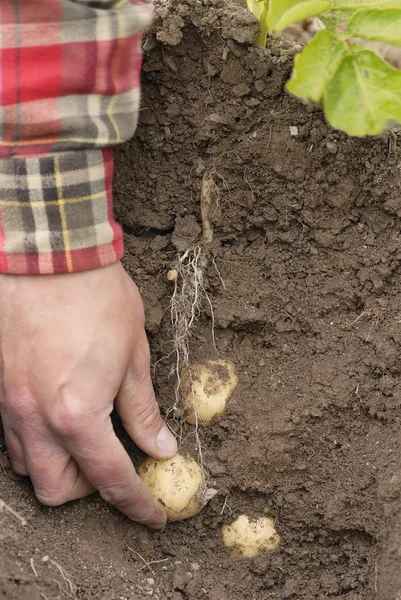 One person harvesting first early potatoes (Swift) — Stock Photo, Image