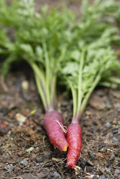 Manojo de zanahorias Dragón Rojo (Daucus carota) . — Foto de Stock