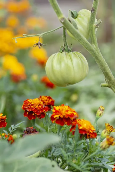 Tomater och ringblommor (kamrat plantering) Stockbild