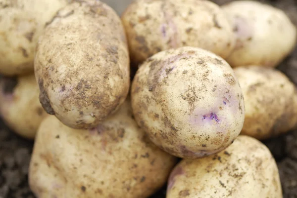 Batatas de allotmen orgânicas recém-colhidas . Fotos De Bancos De Imagens