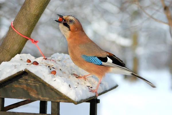 Jay (garrulus glandarius) rouba nozes de um alimentador de pássaros . — Fotografia de Stock