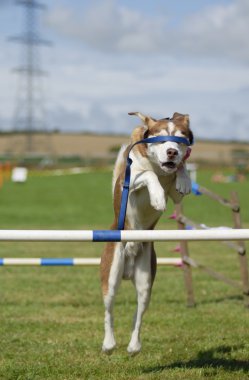 blindfolded köpek çeviklik atlama