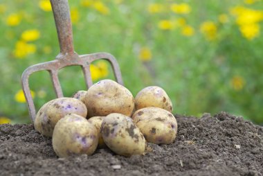 Pile of freshly harvested potatoes with garden folk. clipart