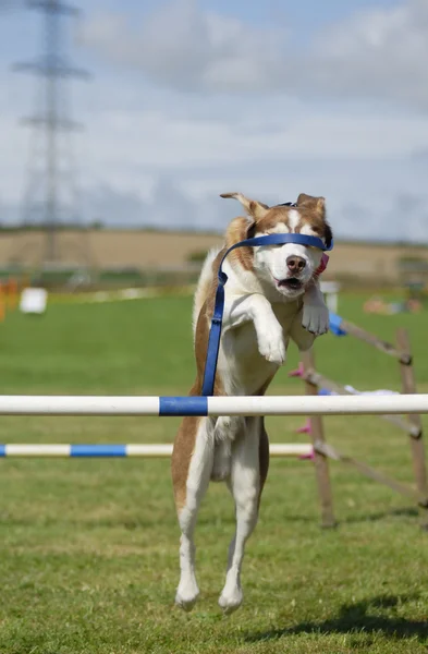 Blindfolded Dog Agility Jump — Stock Photo, Image