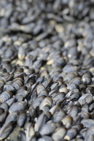 stock image Mussles (Mytilus edulis) background.