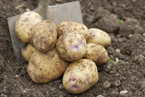Pile of freshly harvested potatoes with Spade. — Stock Photo, Image