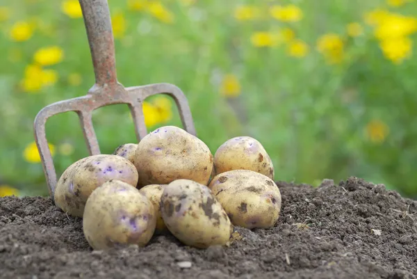 Hromadu čerstvě sklizených brambor s zahradní folk. — Stock fotografie