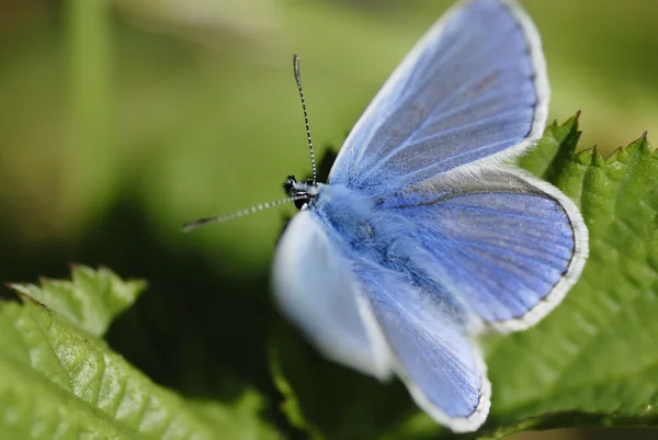 Blue butterfly (Lycaenidae family) in sunlight. — Stock Photo, Image
