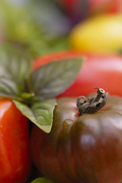 Gemischte Tomaten und Basilikumblätter. — Stockfoto