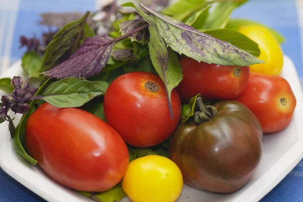 Prato de tomates mistos com folhas de manjericão roxo e verde . — Fotografia de Stock