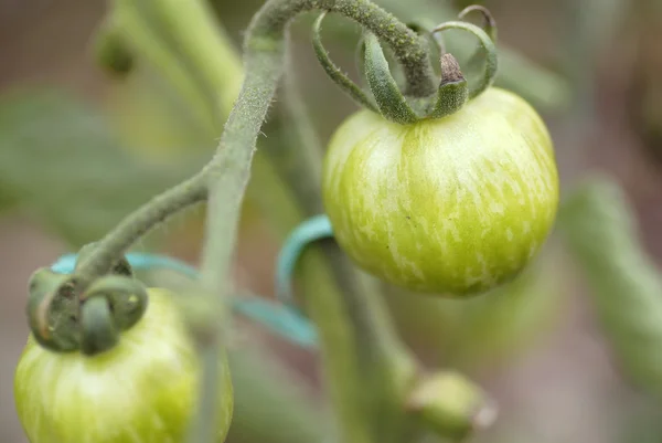 Tomates cebra verdes que crecen en la vid . —  Fotos de Stock