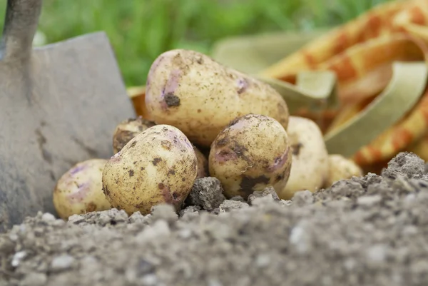 Нещодавно видобуваються Боривітер картопля. Стокове Зображення