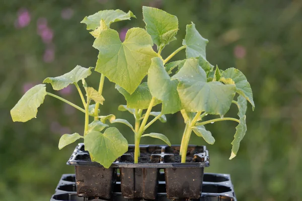 stock image Young gherkin plants in a seedtray.