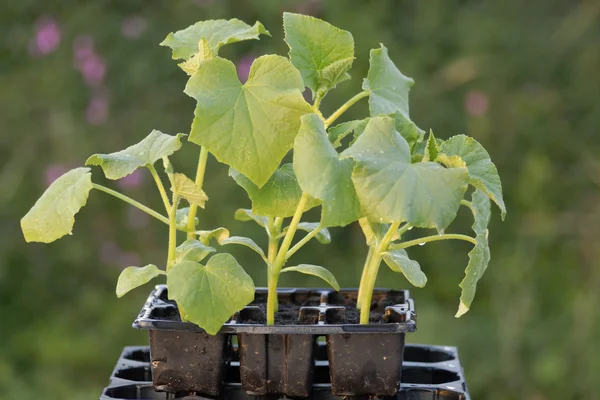 Jovens plantas de pepino em uma bandeja de sementes . Fotografias De Stock Royalty-Free