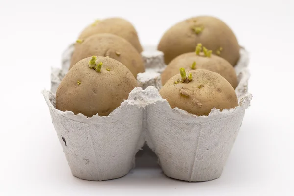 Six potatoes chitting (sprouting) in an egg carton. — Stock Photo, Image