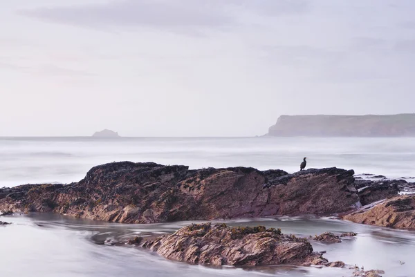 Cornwall zeegezicht en neergestreken Aalscholver. — Stockfoto