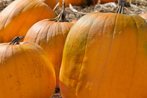 Pumpkin Patch Closeup — Stock Photo, Image
