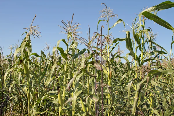 stock image Maize Corn Field