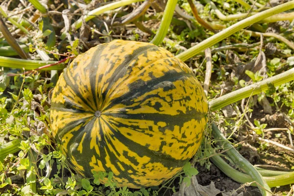 Pumpkin Squash in Farm Field — Stock Photo, Image