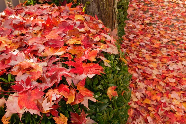 庭の低木に葉を落とされたカエデの木 — ストック写真