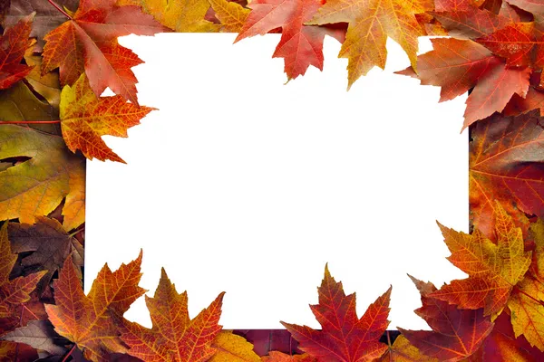 Esdoorn bladeren grens vallen — Stockfoto