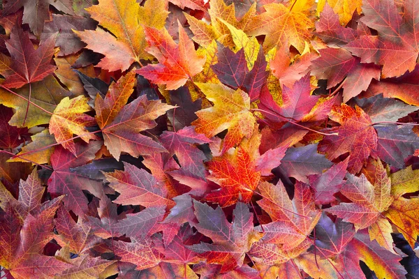 Fall Maple Leaves Background — Stock Photo, Image