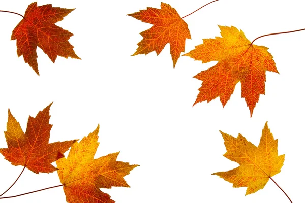 Scattered Fall Maple Leaves on White Background — Stock Photo, Image