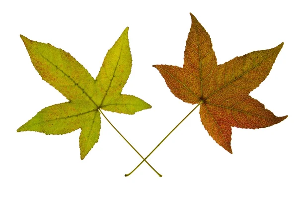 Paar van esdoorn bladeren op witte achtergrond — Stockfoto