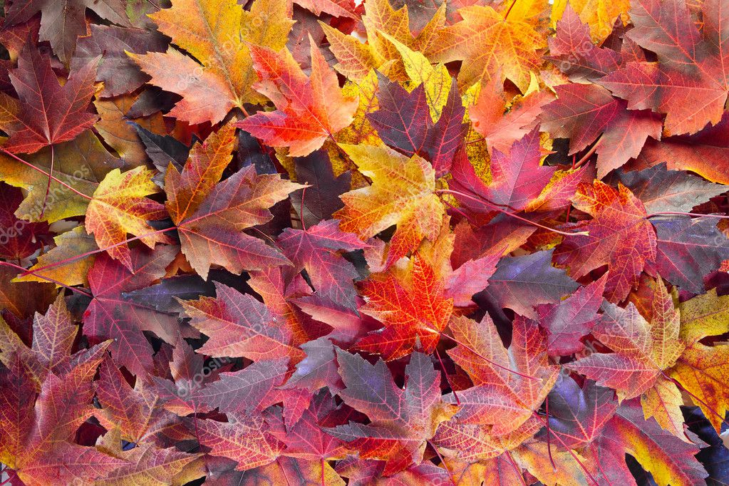 Fall Maple Leaves Background Stock Photo by ©jpldesigns 7086787