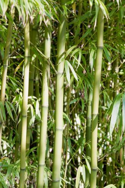 Japon bahçe bambu ormanında