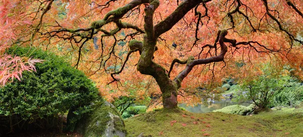 Старый японский кленовое дерево осенью Панорама — стоковое фото