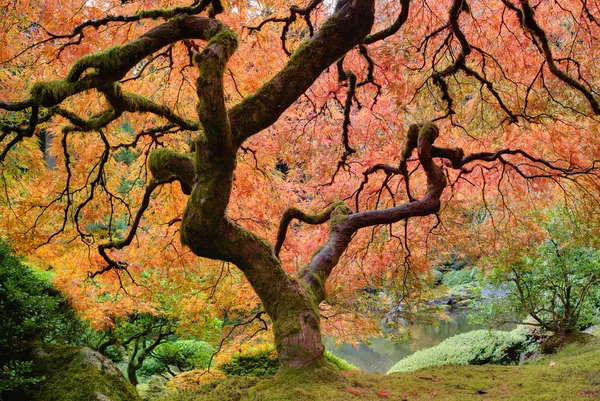 Stare drzewo klon japoński jesienią — Zdjęcie stockowe