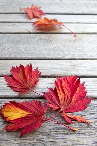 Fall Maple Leaves on Wooden Bench — Stock Photo, Image