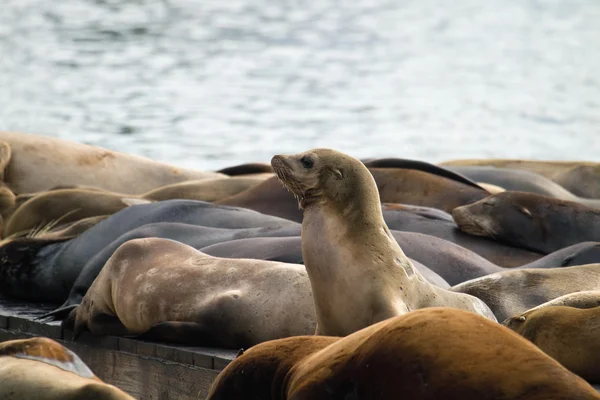 Sea Lions Sunning on Barge at Pier 39 San Francisco — Stock Photo, Image