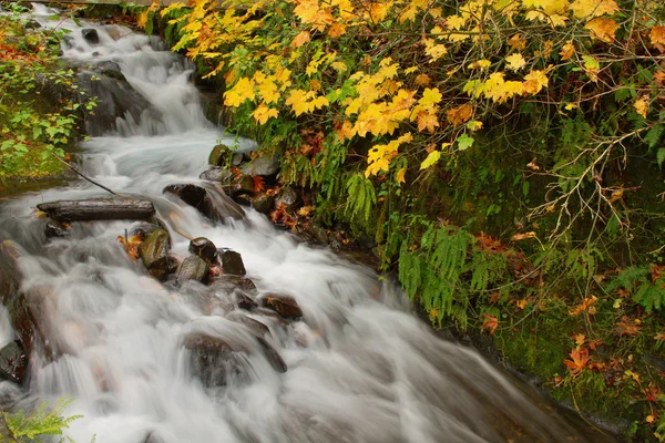 Wahkeena columbia river gorge sonbaharda düşer. — Stok fotoğraf