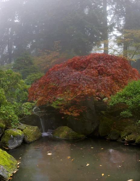 Árbol de arce sobre cascada en jardín japonés — Foto de Stock