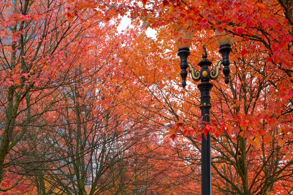 秋天颜色在波特兰俄勒冈州市中心城市公园 — 图库照片