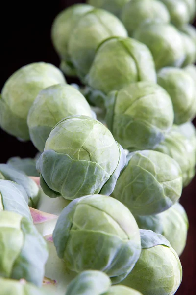Stalk of Brussels Sprouts 2 — Stock Photo, Image