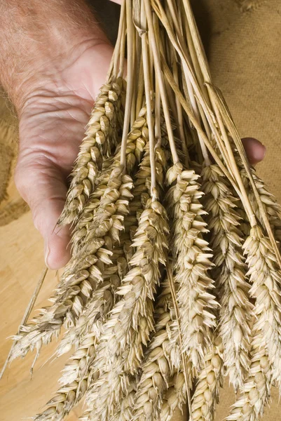 Bir buğday — Stok fotoğraf