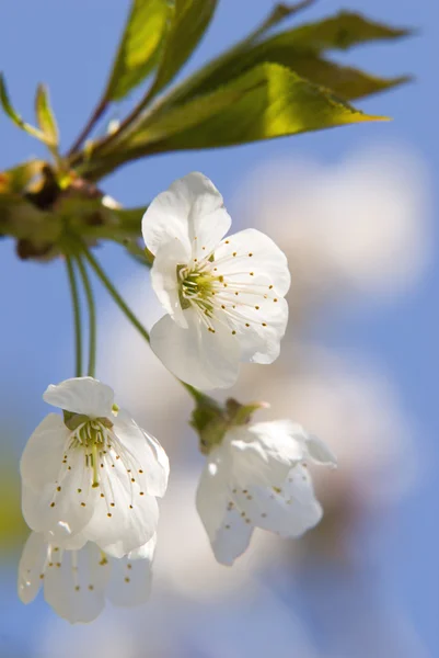 A blossom — Stock Photo, Image