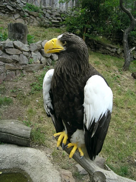 Un águila — Foto de Stock