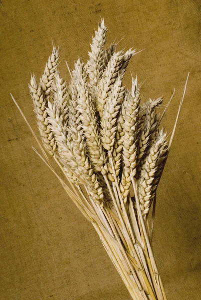 Un blé — Photo
