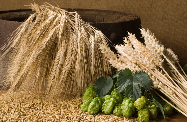 Пшеница с конусами хмеля — стоковое фото