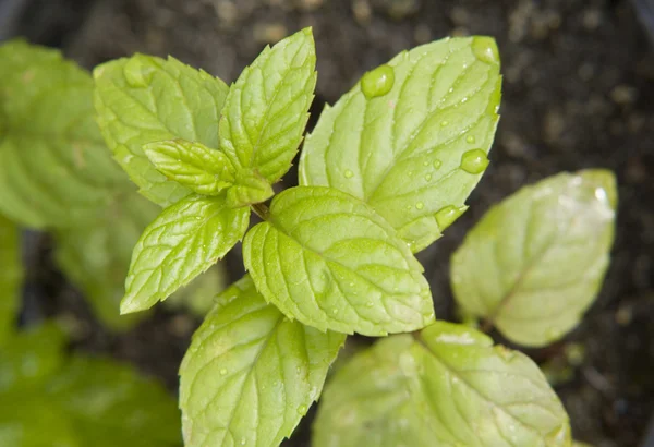 Peppermint — Stock Photo, Image