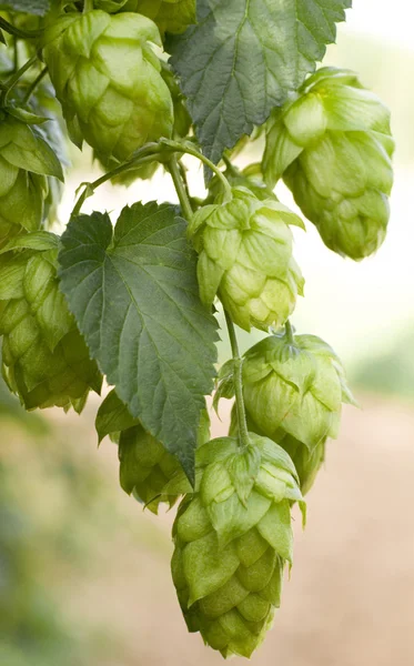 Hop cones — Stock Photo, Image