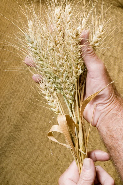 手で小麦 — ストック写真