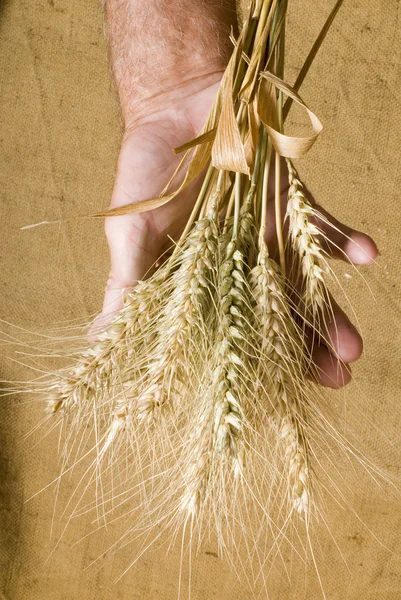 Weizen in der Hand — Stockfoto