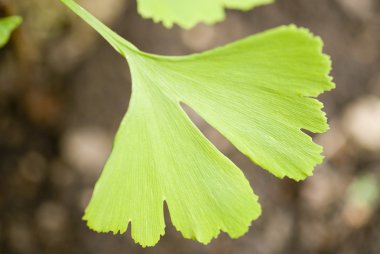 Ginkgo biloba